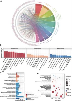 Pan-cancer analyses reveal multi-omics and clinical characteristics of RIO kinase 2 in cancer